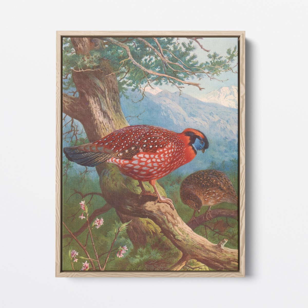 Temminck's Tragopan | Archibald Thorburn | Ave Legato Art Prints