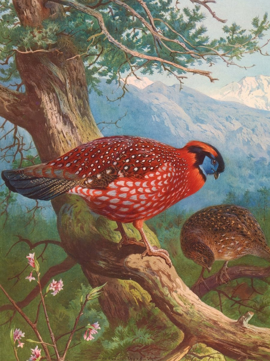 Temminck's Tragopan | Archibald Thorburn | Ave Legato Art Prints