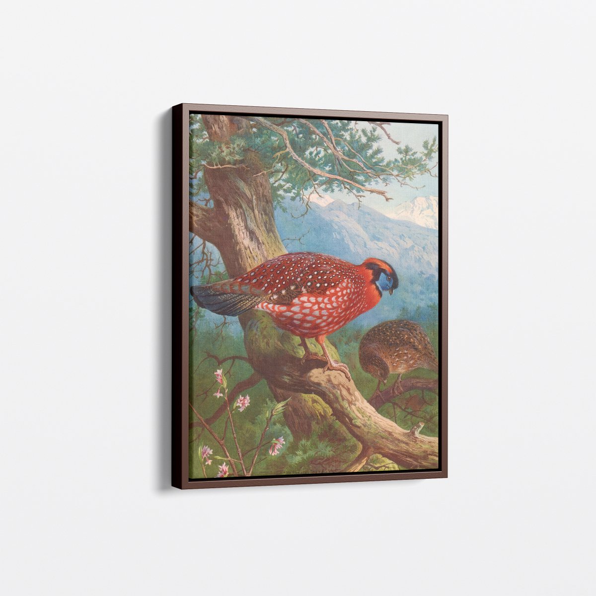 Temminck's Tragopan | Archibald Thorburn | Ave Legato Art Prints