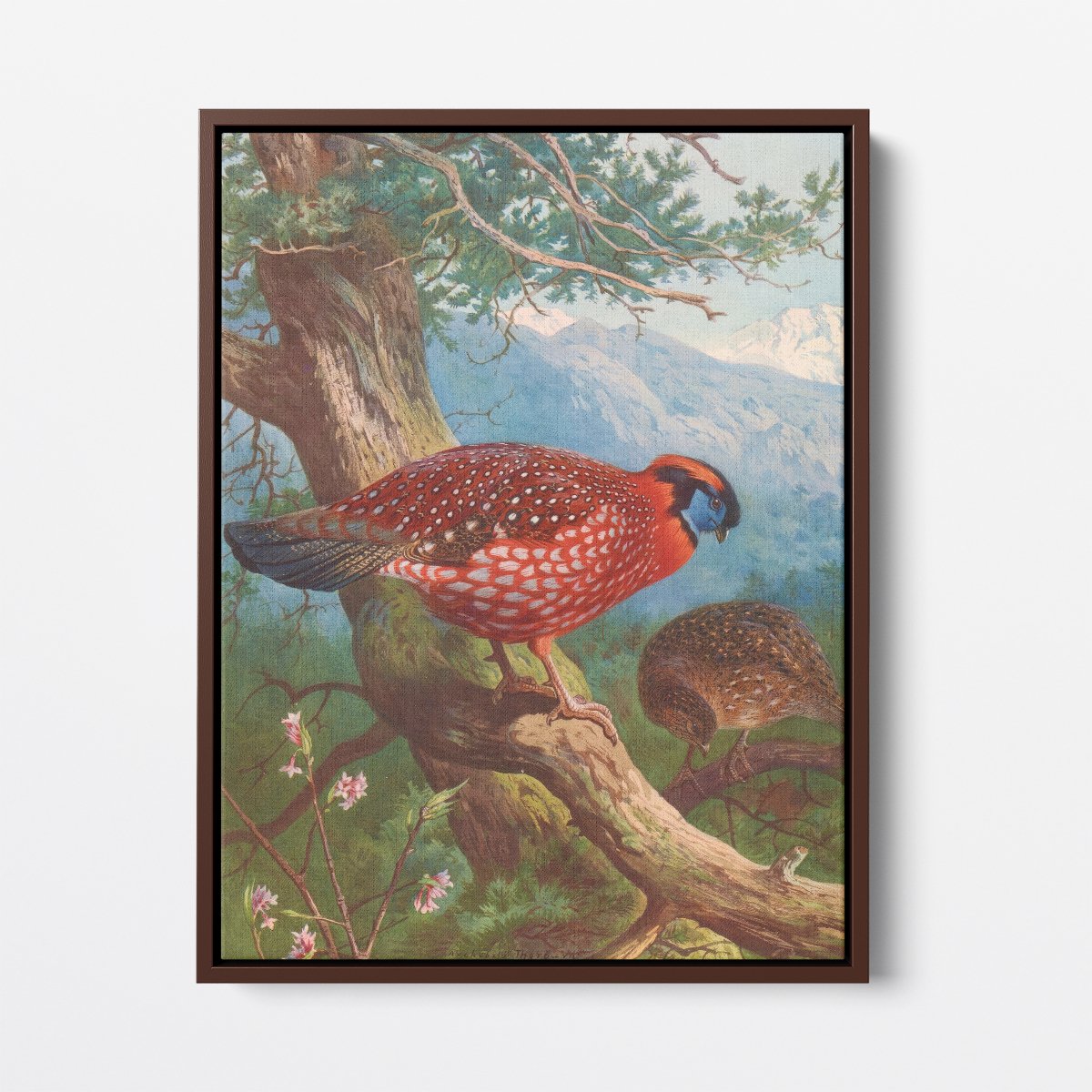 Temminck's Tragopan | Archibald Thorburn | Ave Legato Art Prints