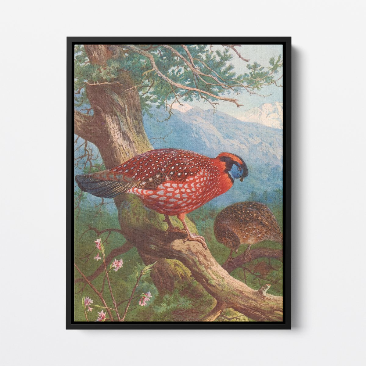 Temminck's Tragopan | Archibald Thorburn | Ave Legato Art Prints