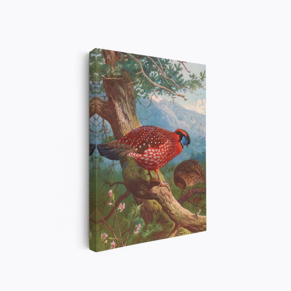 Temminck's Tragopan | Archibald Thorburn | Ave Legato Art Prints