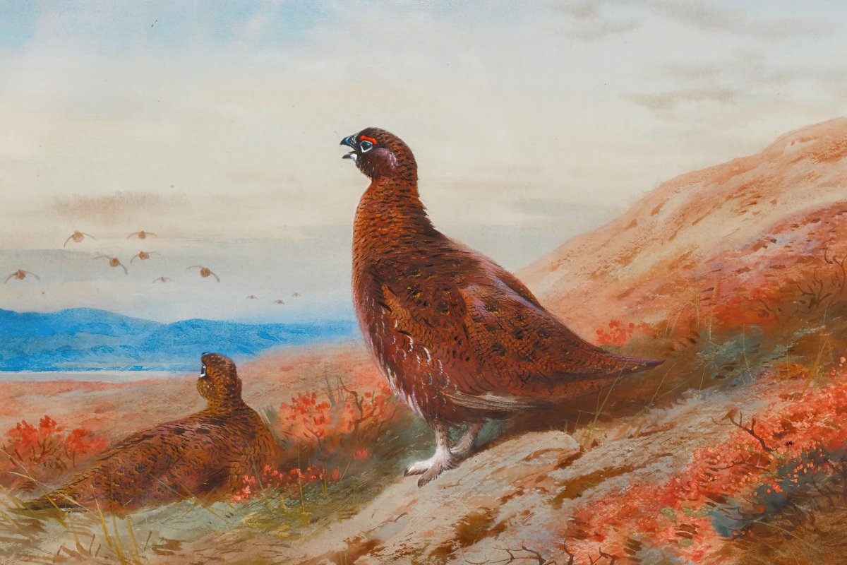 The Challenge | Archibald Thorburn | Ave Legato Art Prints