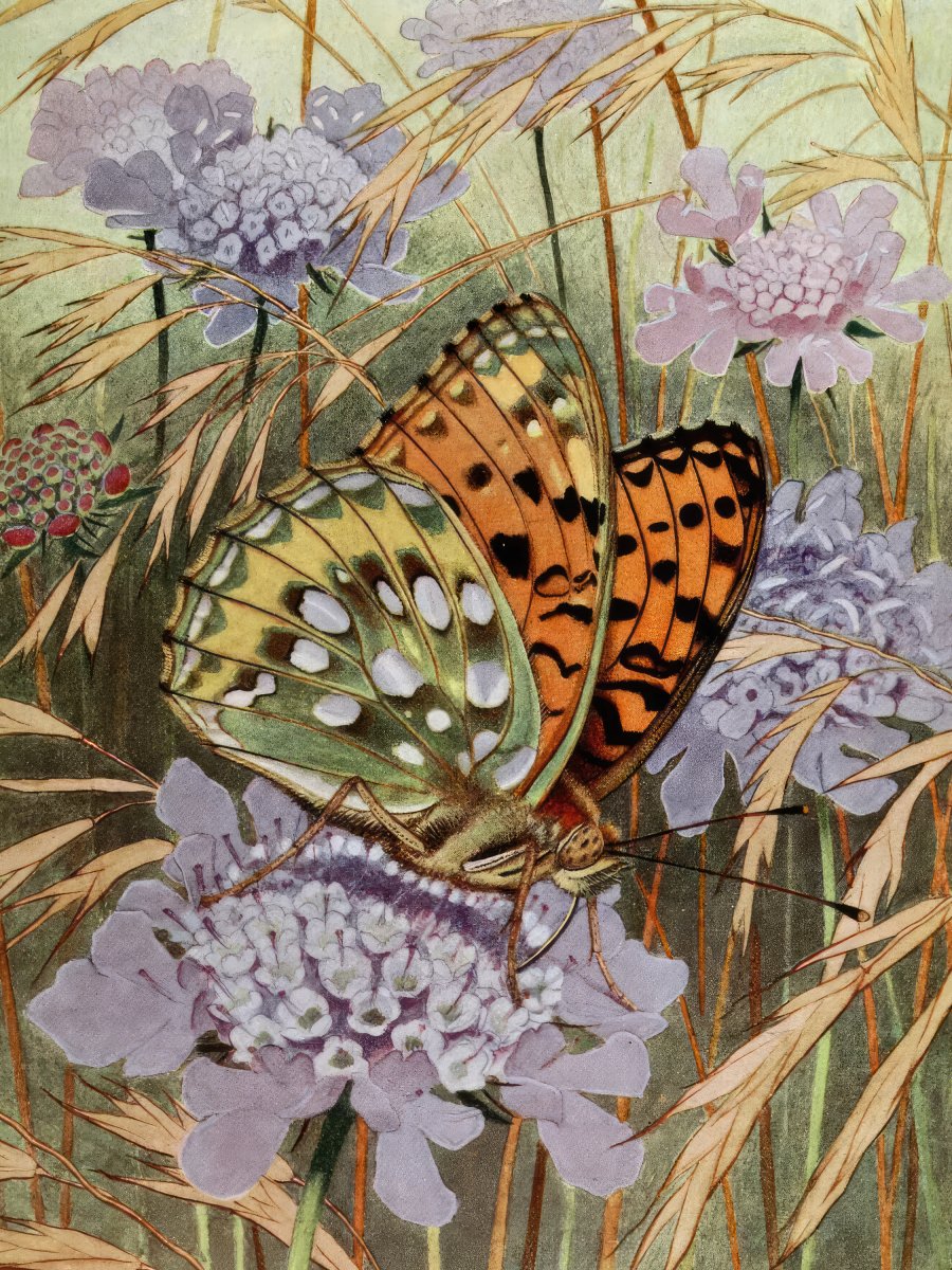 The Lesser Purple Emperor | Paul - André Robert | Ave Legato Art Prints