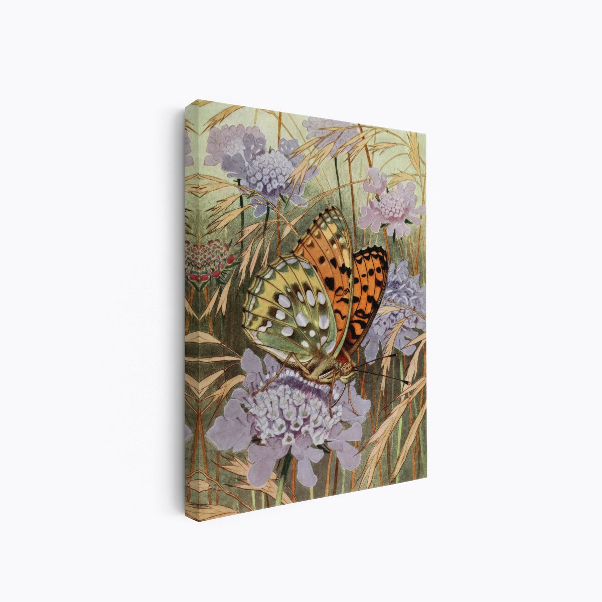 The Lesser Purple Emperor | Paul - André Robert | Ave Legato Art Prints