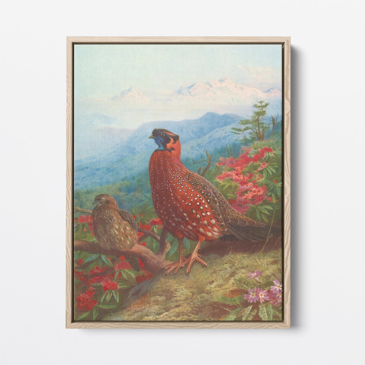 The Satyr Tragopan | Archibald Thorburn | Ave Legato Art Prints