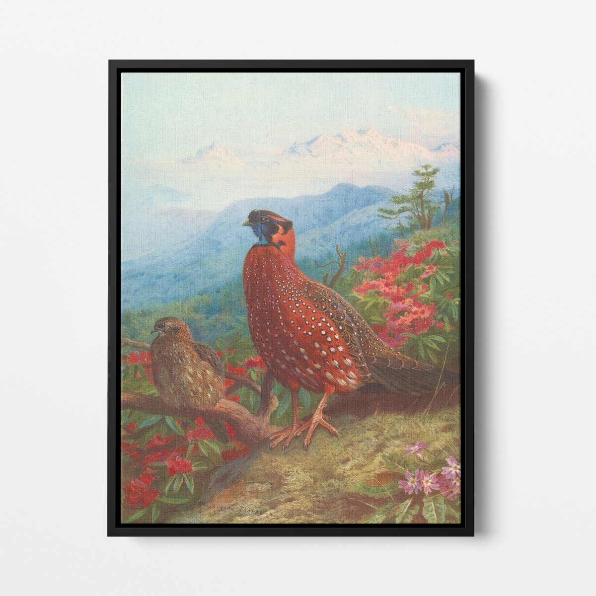 The Satyr Tragopan | Archibald Thorburn | Ave Legato Art Prints