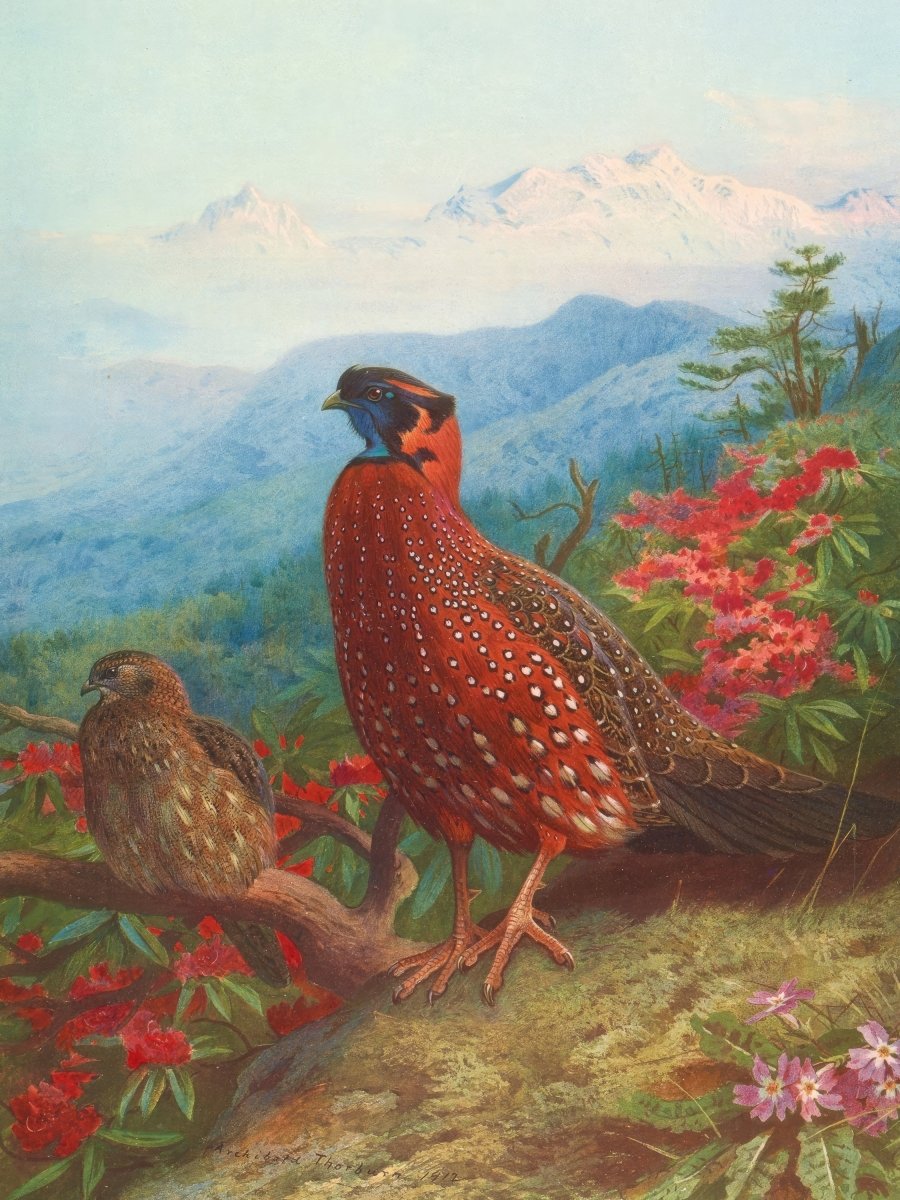 The Satyr Tragopan | Archibald Thorburn | Ave Legato Art Prints