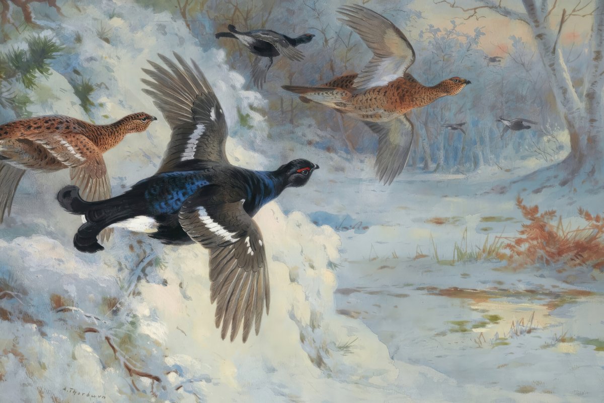 Through the Snowy Coverts | Archibald Thorburn | Ave Legato Art Prints