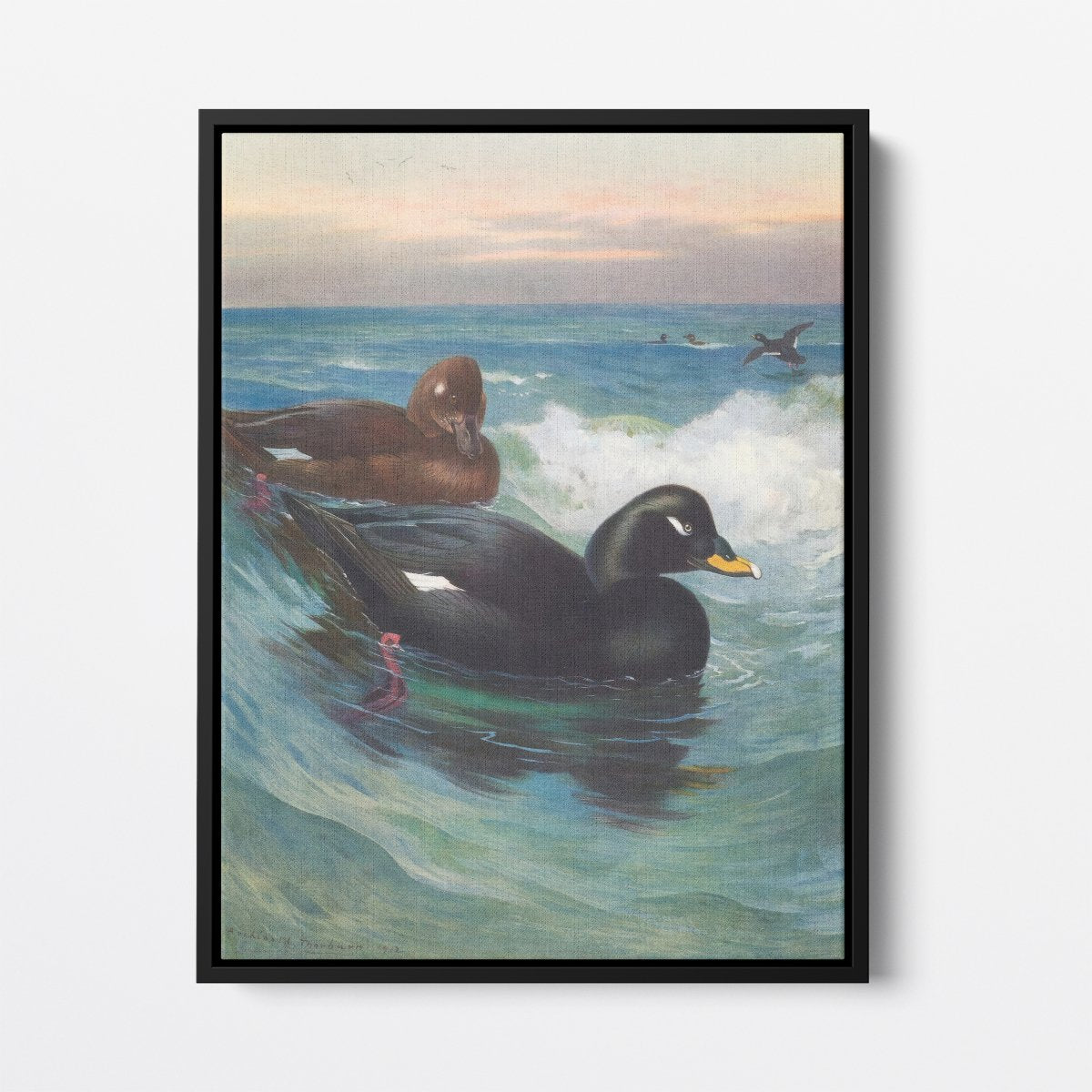 Velvet - Scoter | Archibald Thorburn | Ave Legato Art Prints