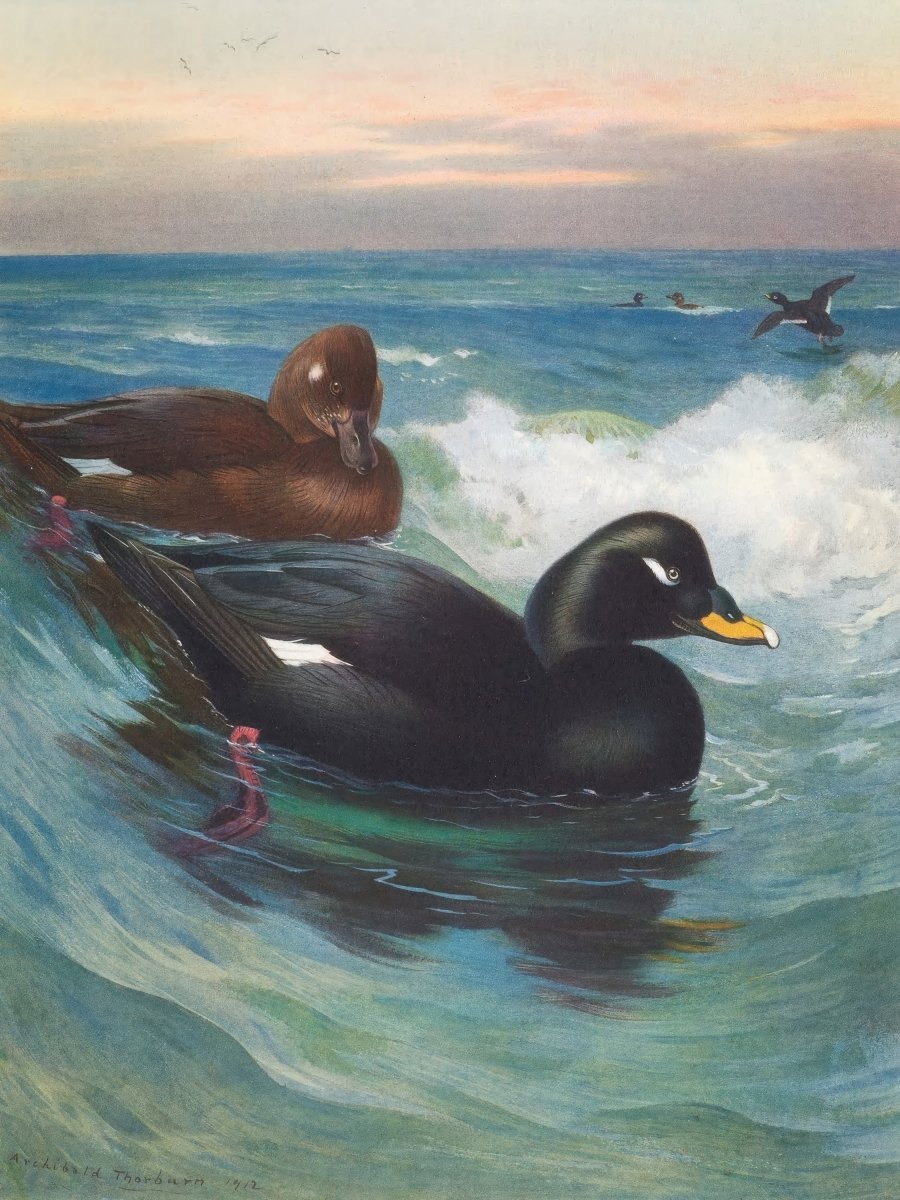 Velvet - Scoter | Archibald Thorburn | Ave Legato Art Prints