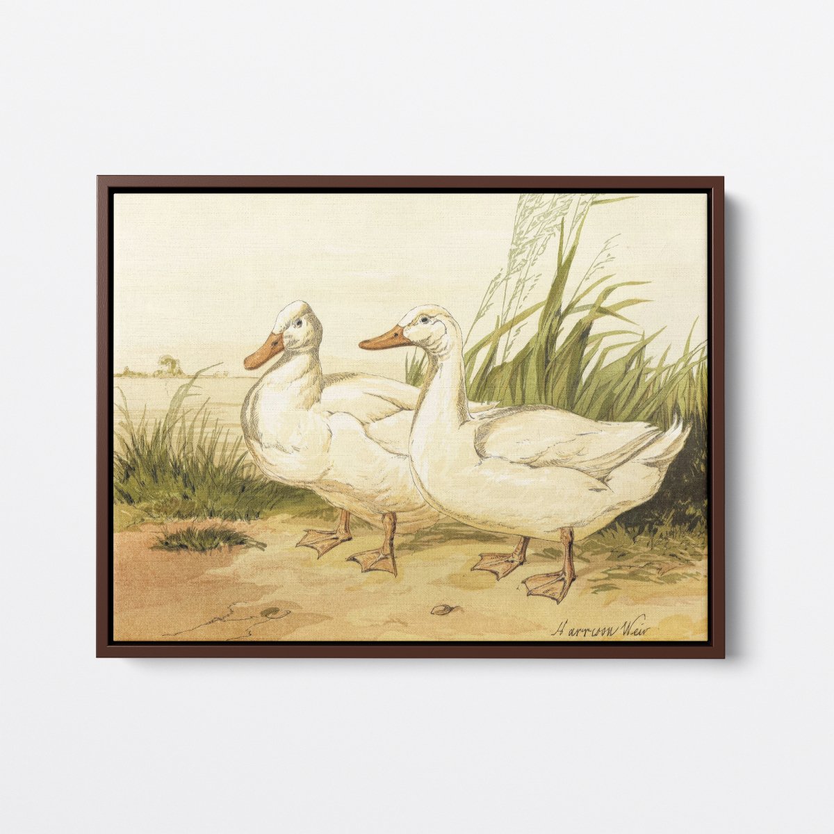 White Aylesbury Ducks | Harrison Weir | Ave Legato Art Prints