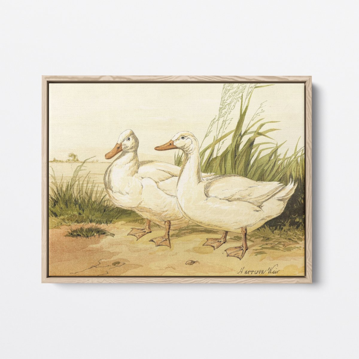 White Aylesbury Ducks | Harrison Weir | Ave Legato Art Prints