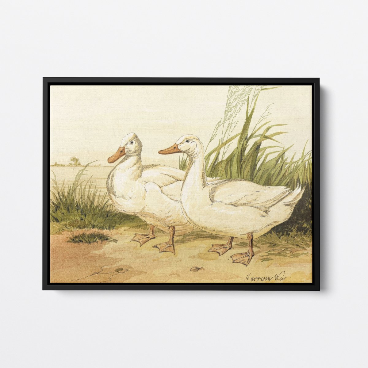 White Aylesbury Ducks | Harrison Weir | Ave Legato Art Prints