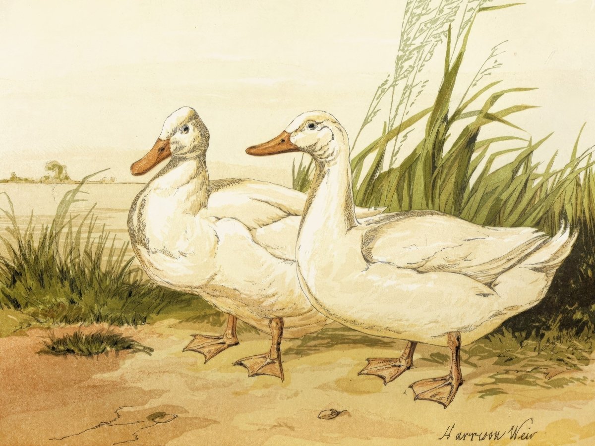 White Aylesbury Ducks | Harrison Weir | Ave Legato Art Prints