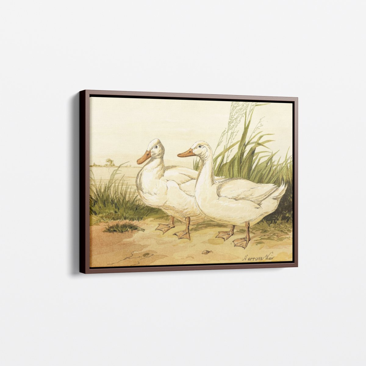 White Aylesbury Ducks | Harrison Weir | Ave Legato Art Prints