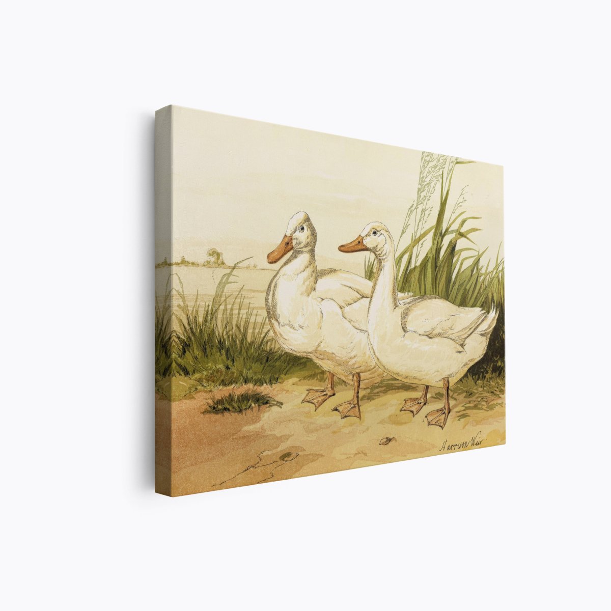 White Aylesbury Ducks | Harrison Weir | Ave Legato Art Prints