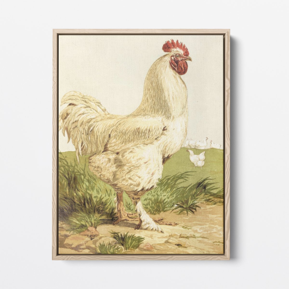 White Cochin Chicken | Harrison Weir | Ave Legato Art Prints