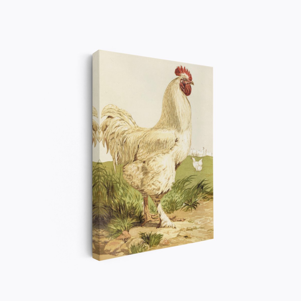 White Cochin Chicken | Harrison Weir | Ave Legato Art Prints