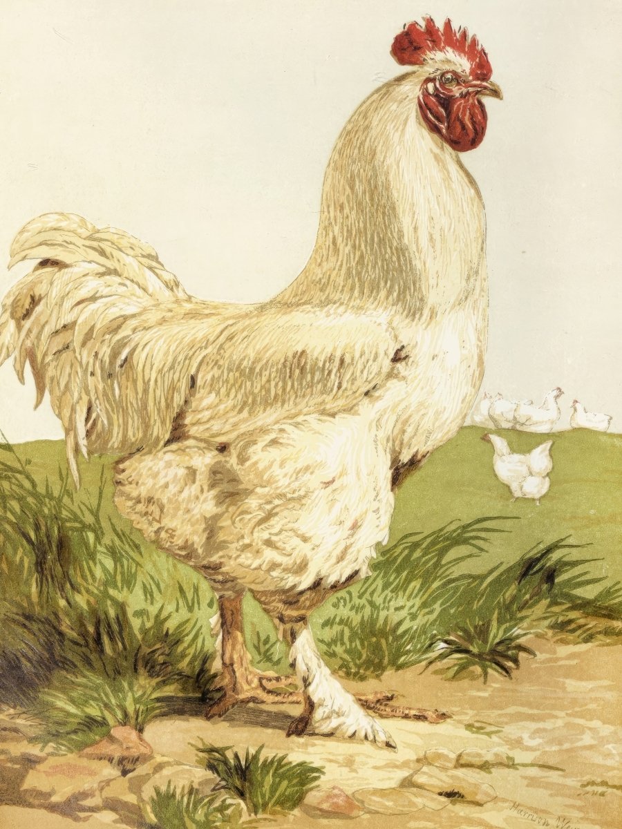 White Cochin Chicken | Harrison Weir | Ave Legato Art Prints