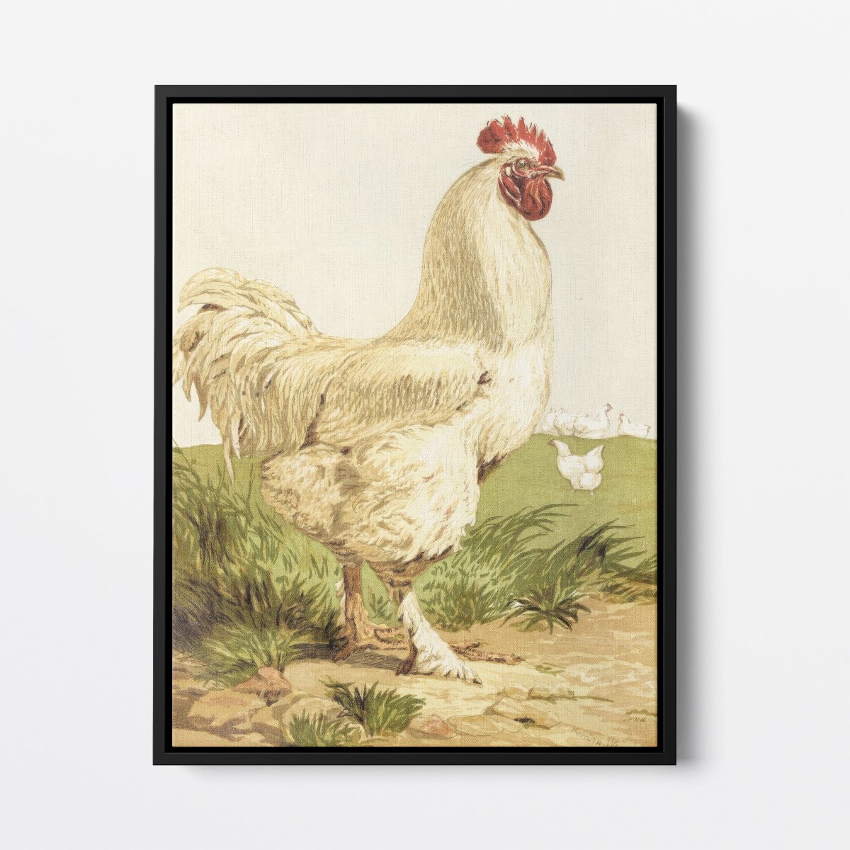 White Cochin Chicken | Harrison Weir | Ave Legato Art Prints