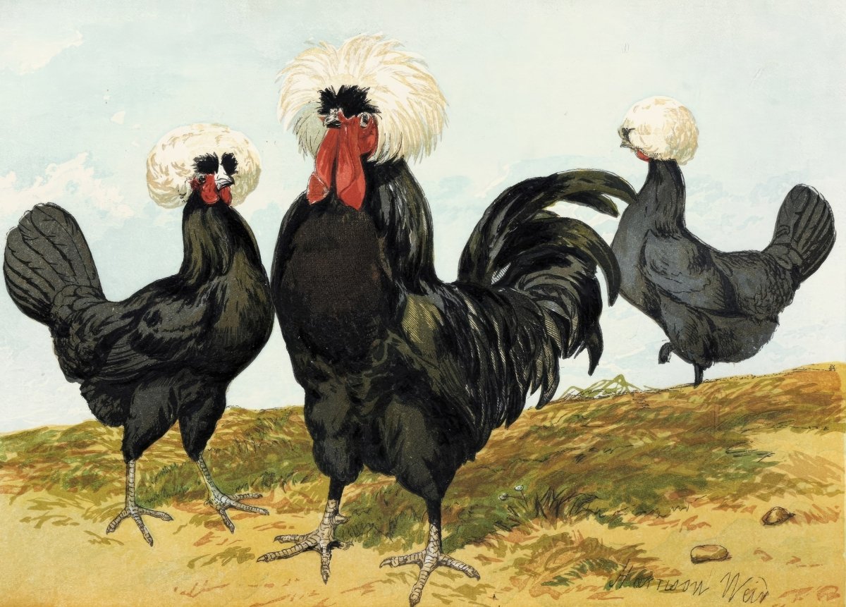 White Crested Black Chickens | Harrison Weir | Ave Legato Art Prints