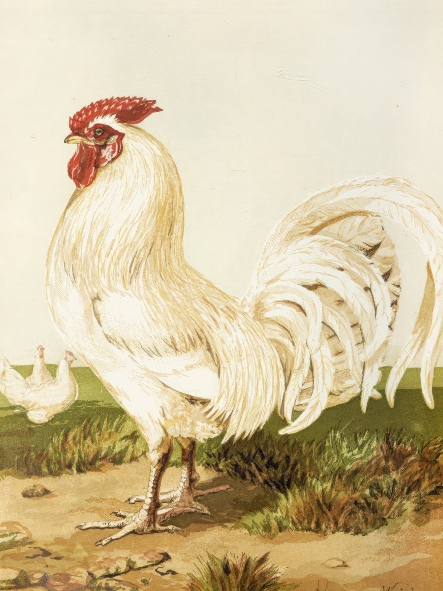 White Dorking Rooster | Harrison Weir | Ave Legato Art Prints