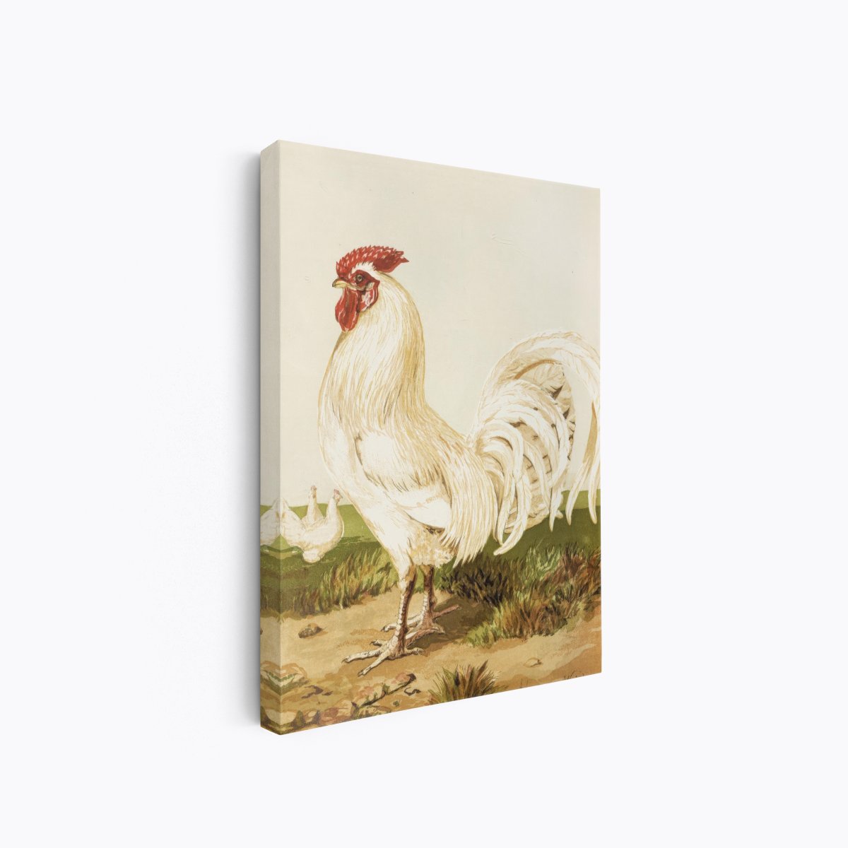 White Dorking Rooster | Harrison Weir | Ave Legato Art Prints