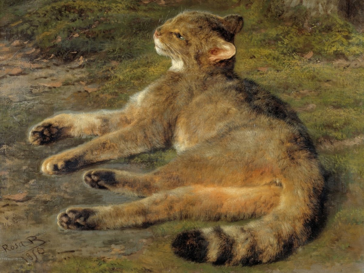 Wild Cat | Rosa Bonheur | Ave Legato Art Prints