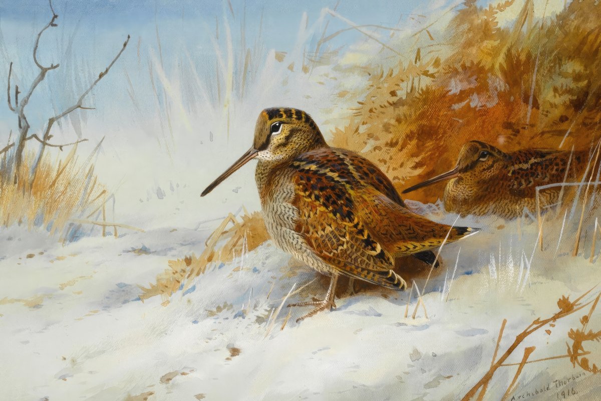 Winter Woodcock | Archibald Thorburn | Ave Legato Art Prints